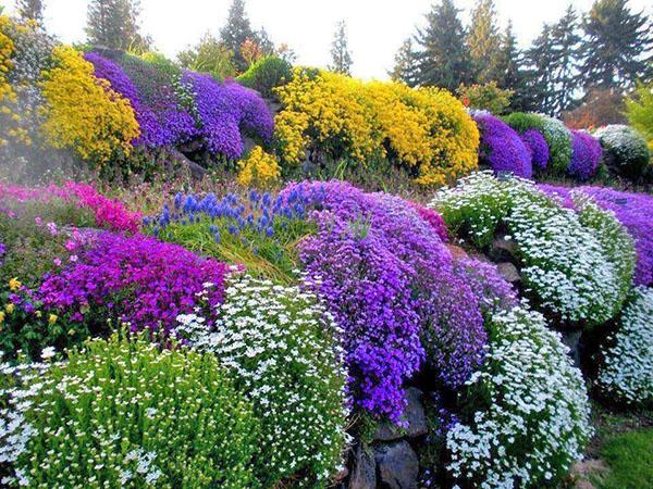 mooie compositie van bloeiende vaste planten