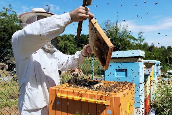 Imker maakt laagjes van bijen