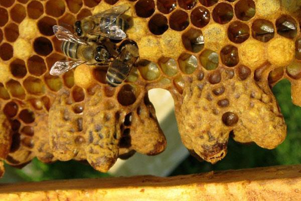 Bijen leggen met een onvruchtbare koningin