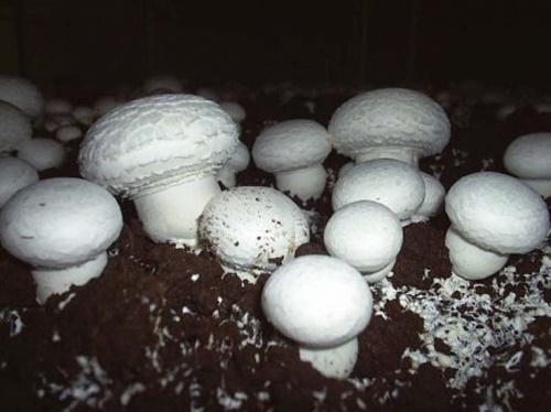 hoe champignonsporen te verzamelen?