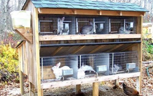 zečevi u kavezima