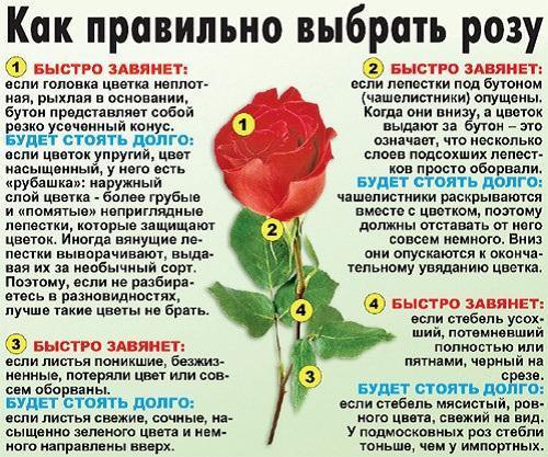kako odabrati pravu ružu