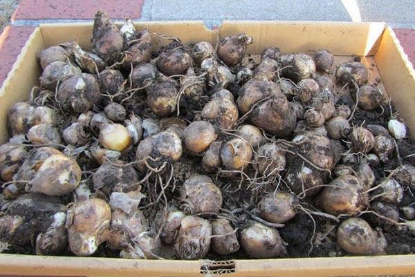 hyacintbollen voor opslag