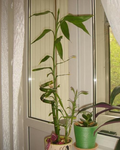 bamboe op het raam