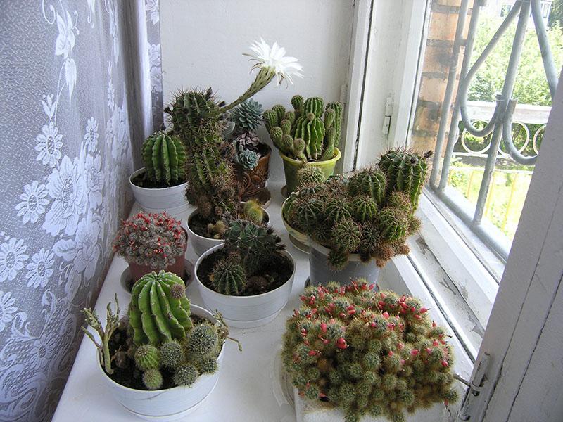prirodno svjetlo za kaktus
