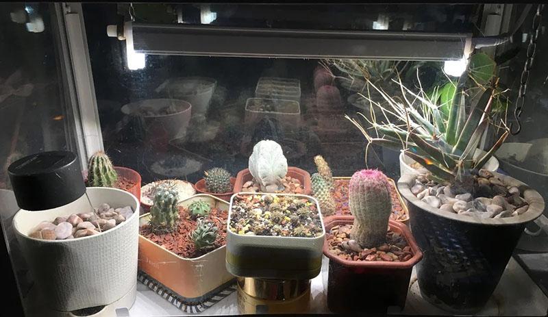 extra verlichting van cactussen