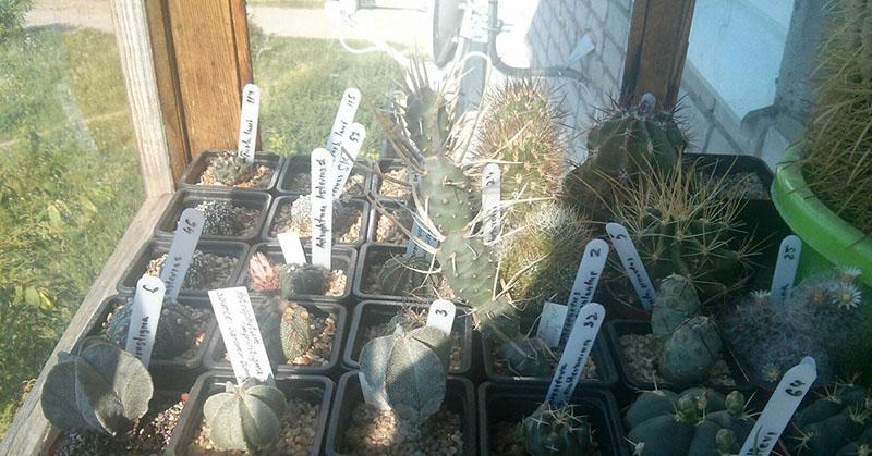 nieuwe exemplaren van cactussen kweken