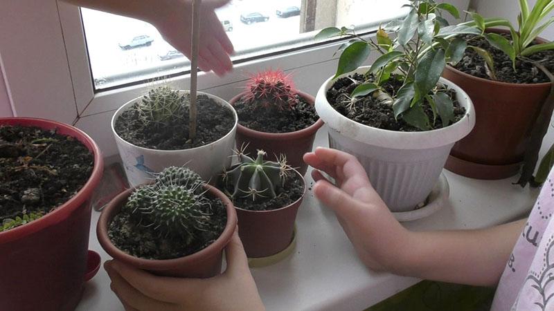 temperatuur van het houden van cactussen