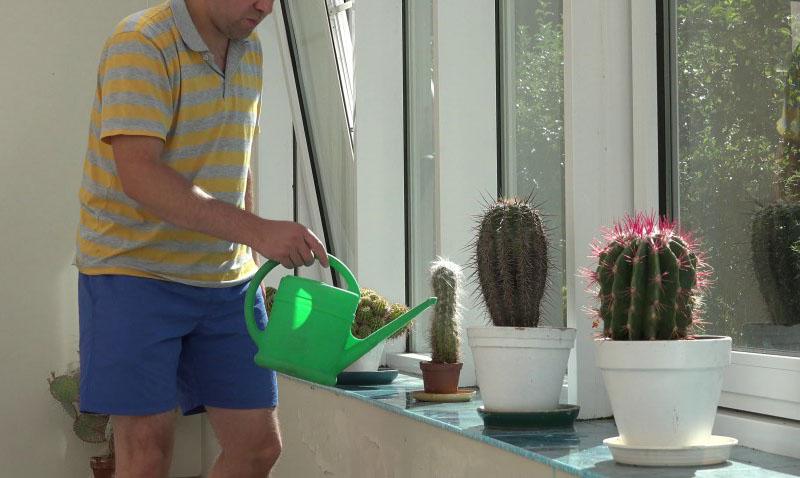 način zalijevanja kaktusa