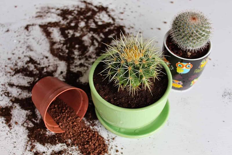 hoe zorg je voor een cactus na het verplanten?