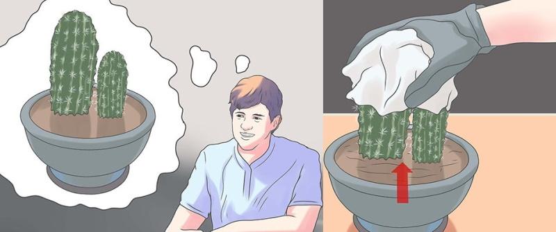 de noodzaak om cactussen te transplanteren