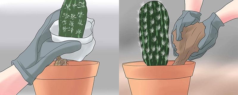 plant een cactus en vul de pot met aarde