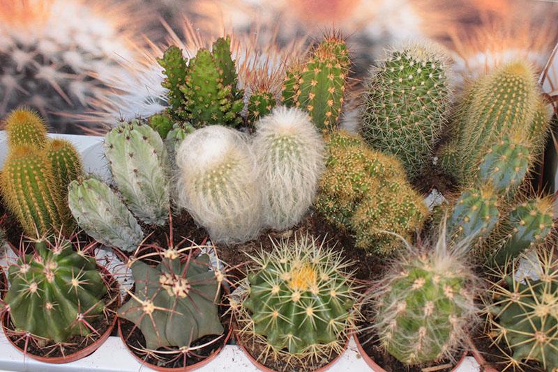 hoe zorg je voor verschillende soorten cactus?