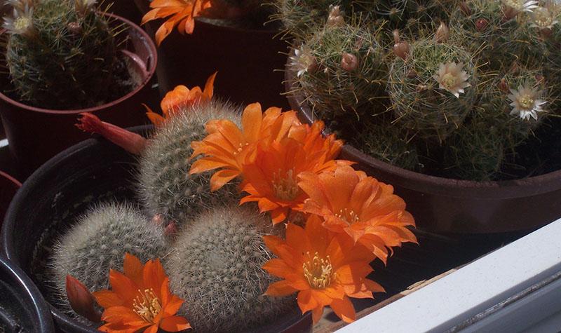 hoe zorg je voor een bloeiende cactus?