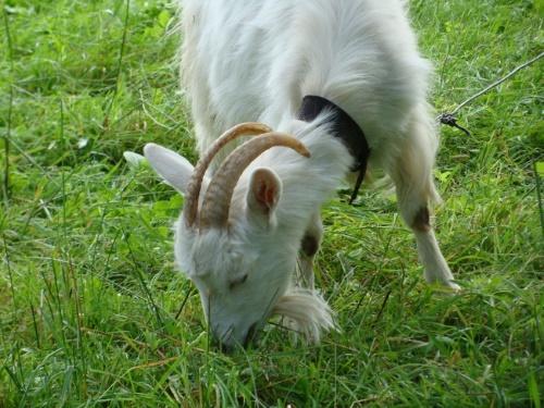 kako se brinuti za kozu