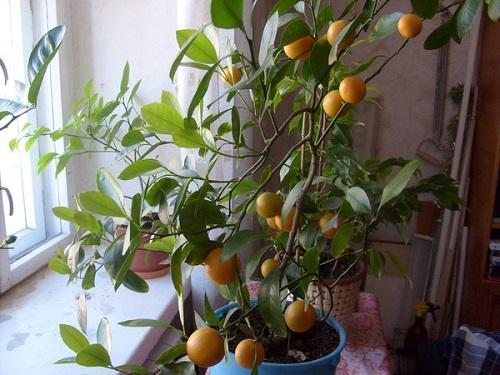 stablo mandarine