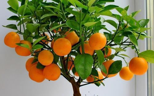 mandarinski
