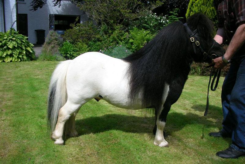 decoratieve pony paarden
