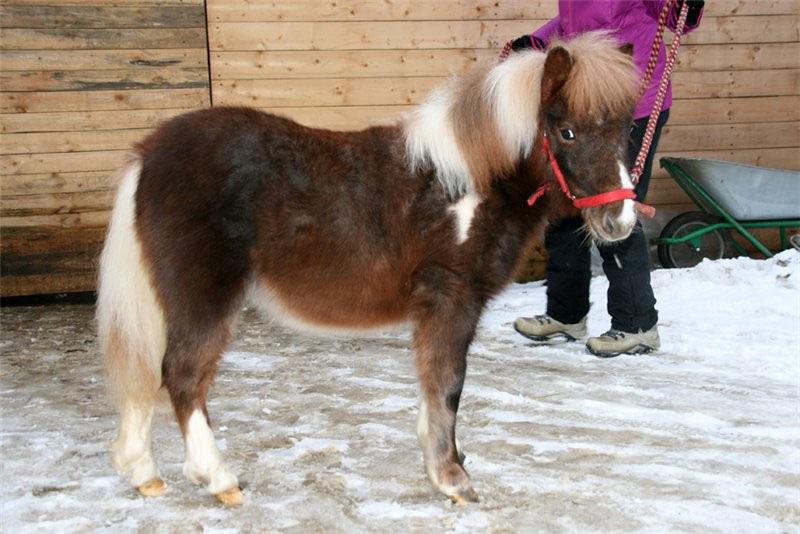 hoe zorg je voor pony's in de winter?