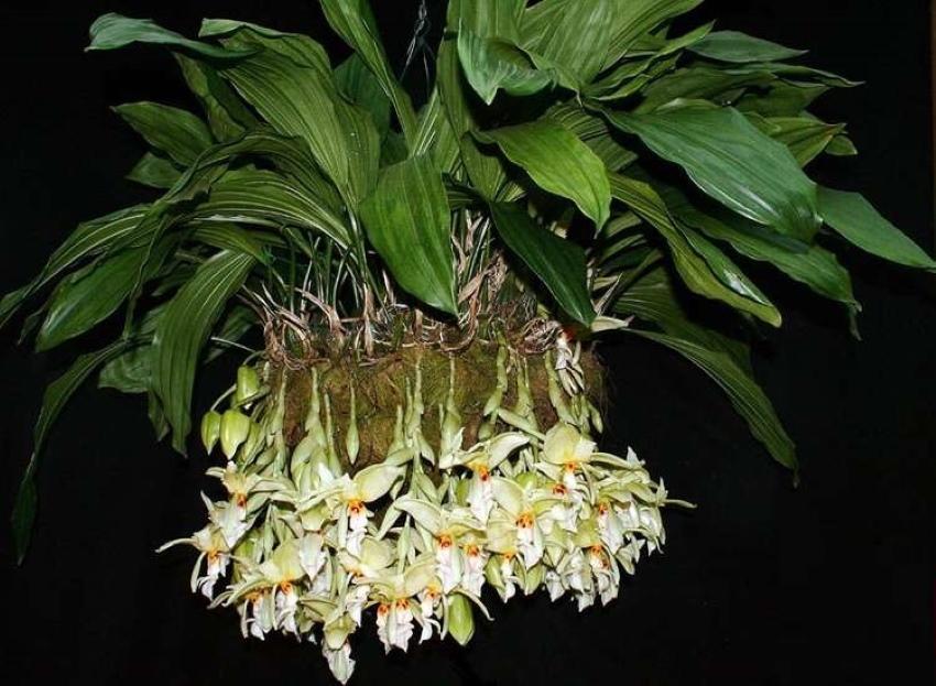 hoe zorg je voor stangopea-orchidee?