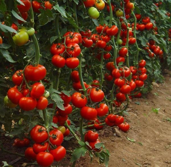 goede oogst tomaat