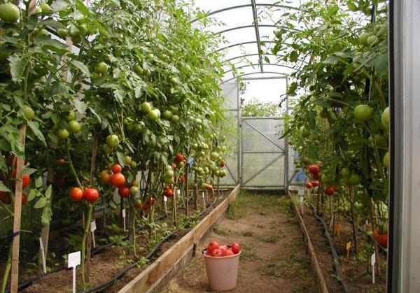 tomaten in de kas