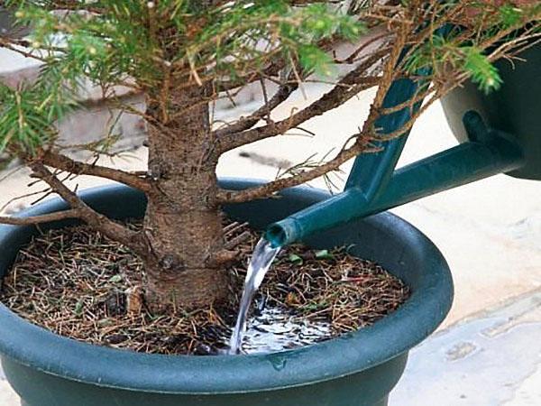 een kerstboom water geven in een pot
