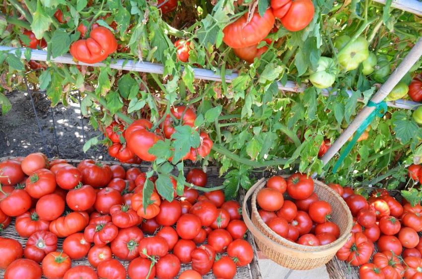 zrele rajčice