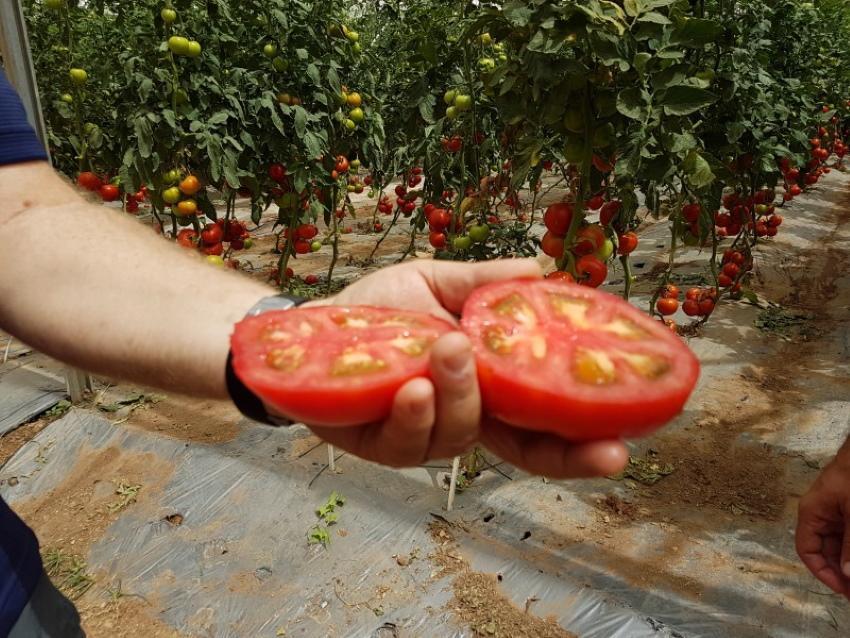 kako poboljšati okus rajčice