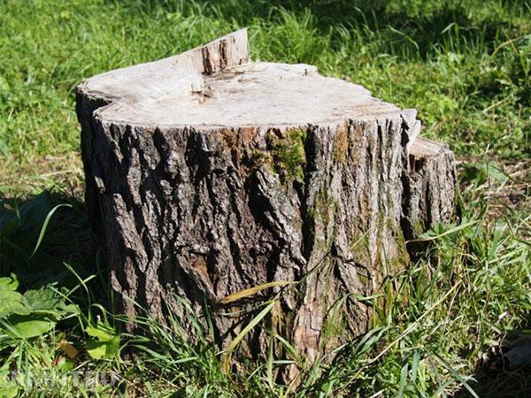 kako uništiti stablo bez rezanja