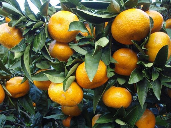 plodna zatvorena mandarina
