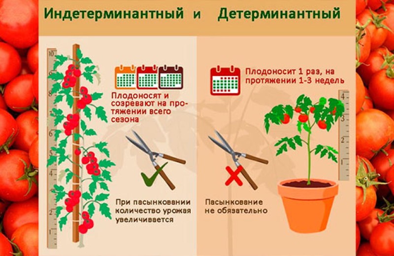 kenmerken van bepalende tomaten