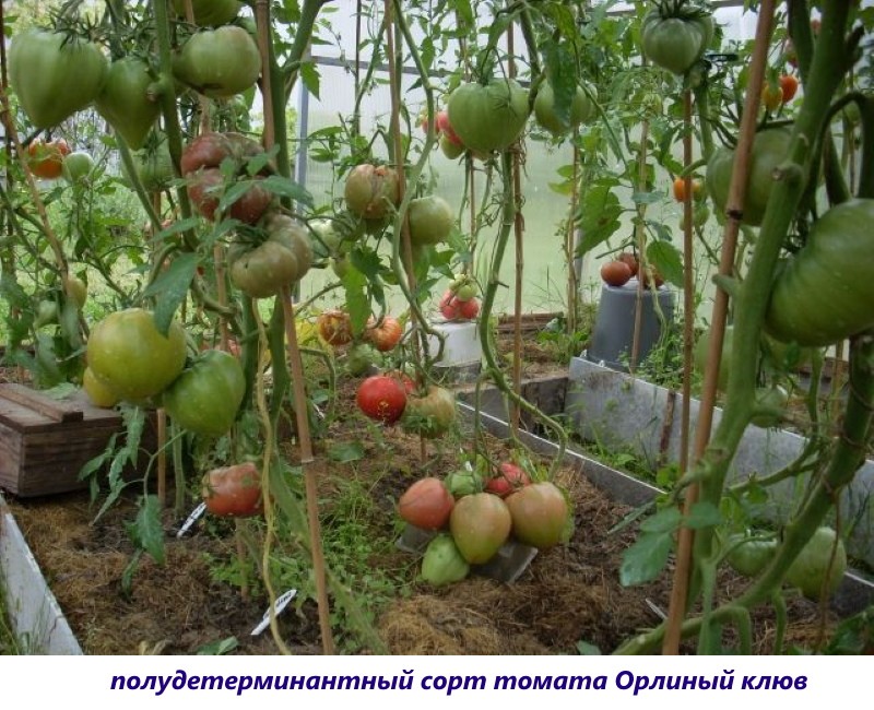 halfbepaald tomatenras arendsnavel
