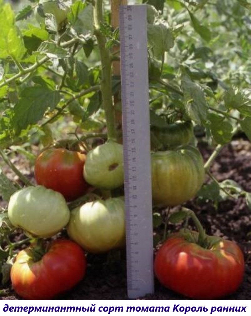 determinant tomaat cultivar koning van vroeg