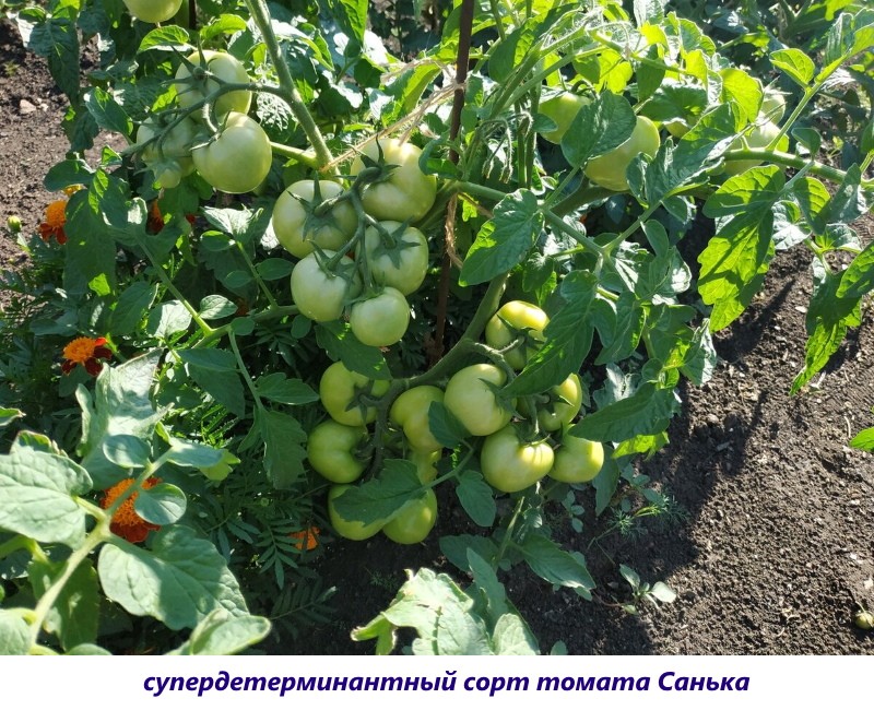 superdeterminate tomatencultivar Sanka