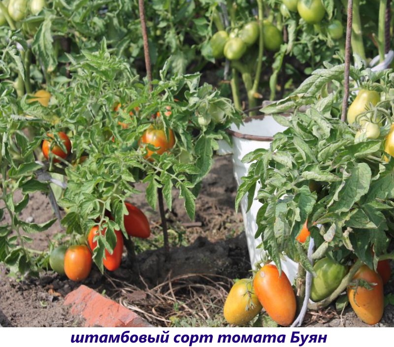 standaard tomatenras Buyan