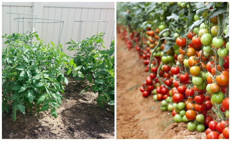 wat is determinant tomaat?