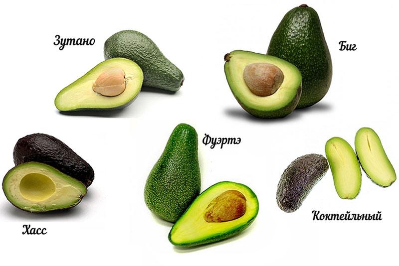avocado-variëteiten