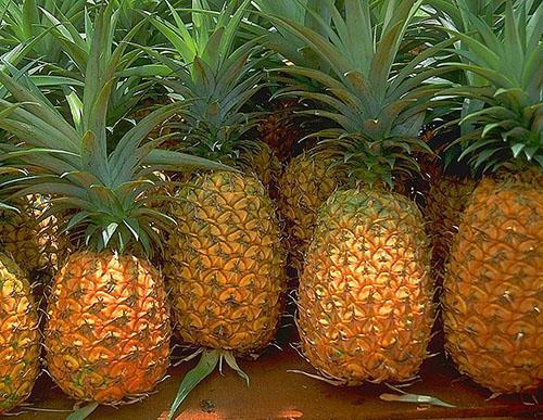 Odabir svježeg ananasa