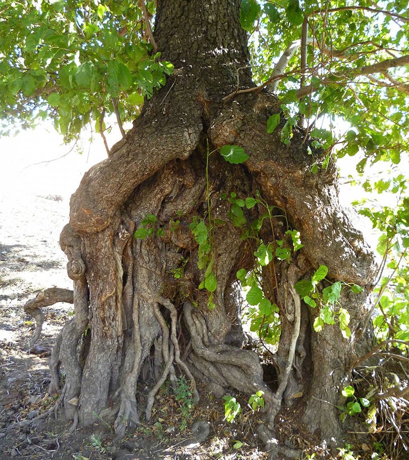 korijenov sustav stabla johe