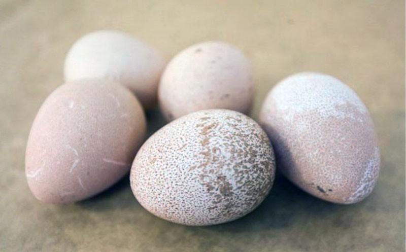 skladištenje jaja zamoraca