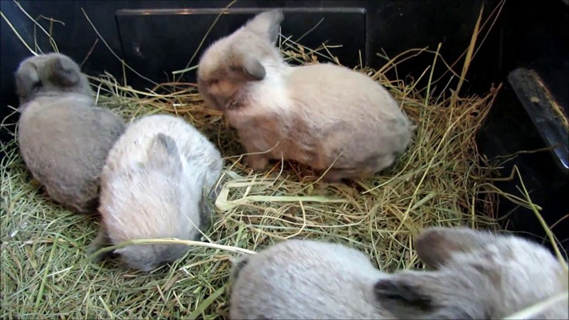 konijnen beginnen hooi te eten