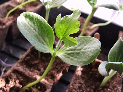 Uzgoj sadnica za presađivanje u zemlju