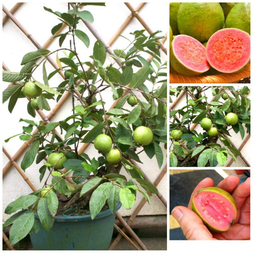 hoe guave thuis te kweken?