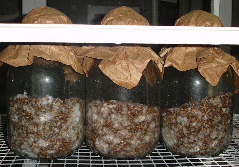 kako uzgajati micelij gljiva kod kuće
