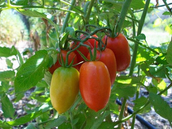 vroegrijpe tomatenvariëteit