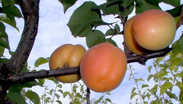 abrikozen in Khakassia