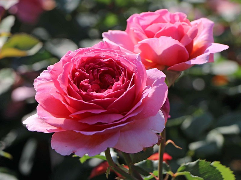 engleska ruža
