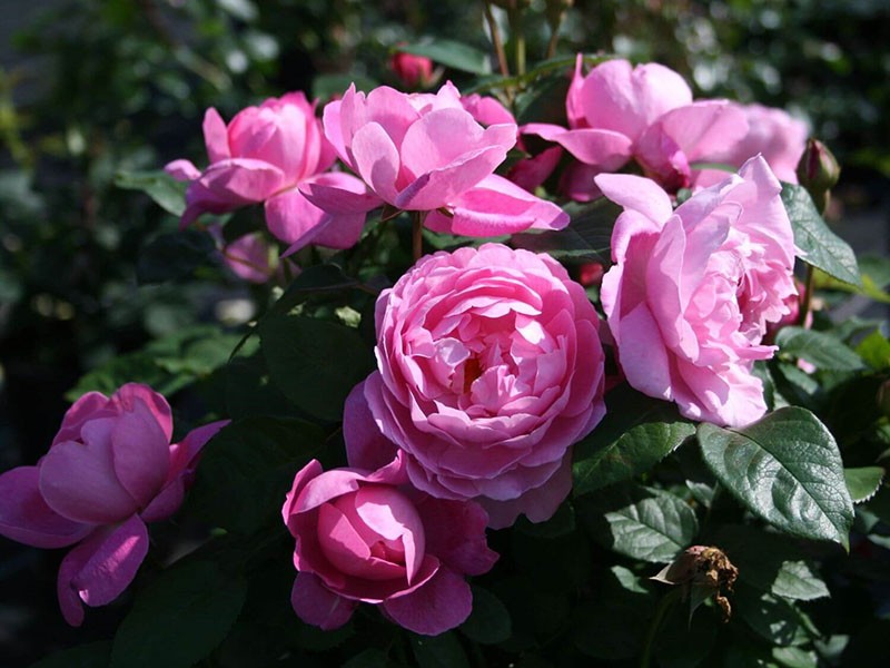 jedinstvena ruža Mary Rose
