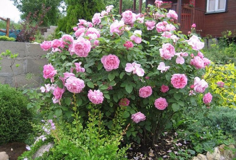 vrijeme cvatnje ruže Mary Rose